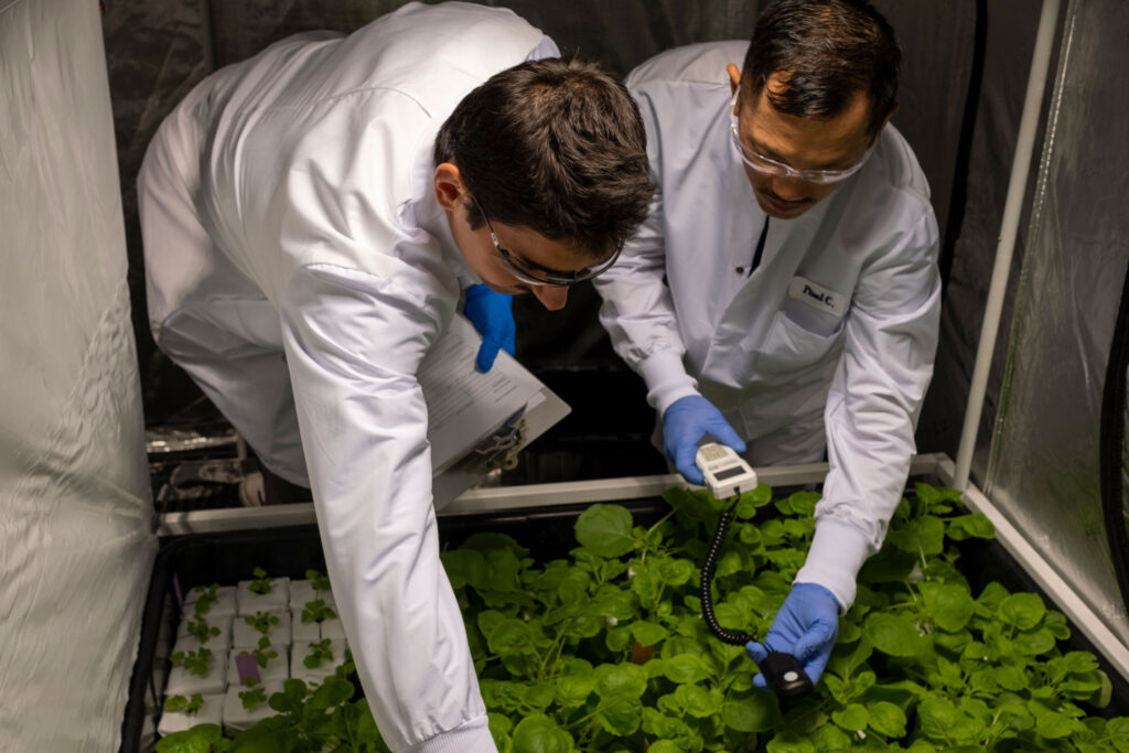 Cirsium Biosciences scientists in greenhouse testing plants